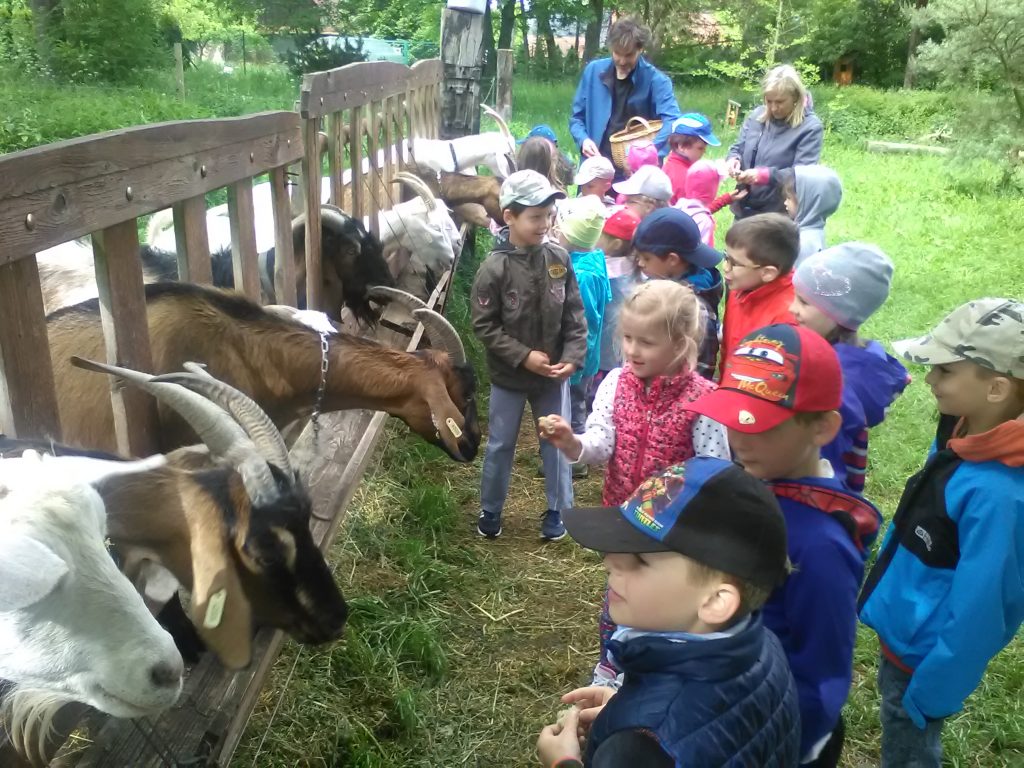 Děti krmí kozy.